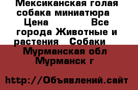 Мексиканская голая собака миниатюра › Цена ­ 53 000 - Все города Животные и растения » Собаки   . Мурманская обл.,Мурманск г.